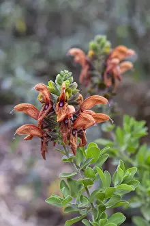 A vivid orange salvia flower