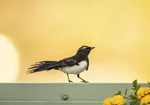 Lea Scaddan Prints: Wagtail