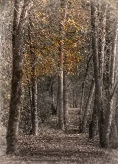 Oregon Us State Prints: A walking track at Silver Lake, The Oregon coastline, USA