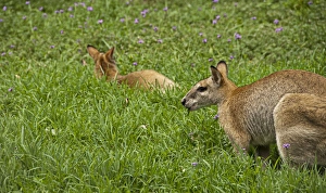 Wallaby feeding Wallaby feeding