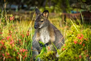Eating Prints: Wallaby near New Pilion Hut at Overland track, Tasmania