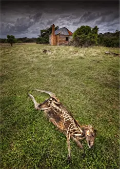 Wallaby Prints: Wallaby Skeleton, Palana, Flinders Island Tasmania