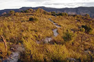 Walls Lookout Track