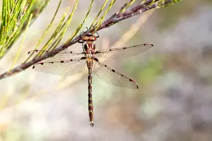 Prints of Diplacodes bipunctata on a she-oak branch Louise Docker Photography Prints: A Wandering Percher Dragonfly on a She-Oak Branch