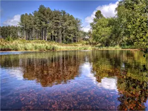 1970 1979 Prints: Wareham forest, Dorset, England, United Kingdom