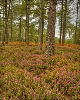 Wareham forest, Dorset, England, United Kingdom