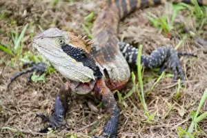 Wary dragon