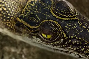 Alertness Prints: Watchful