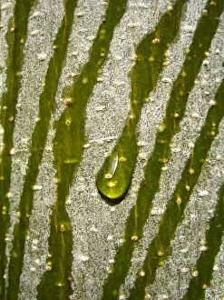 Jodie Griggs Collection: Water Drop Rolling down a Tree