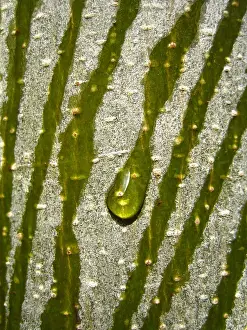 Jodie Griggs Prints: Water Drop Rolling down a Tree