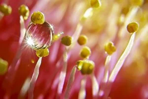Images Dated 4th March 2015: Water droplet on stamens