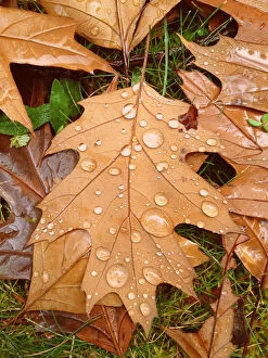 Images Dated 7th May 2014: Water droplets on autumn leaf