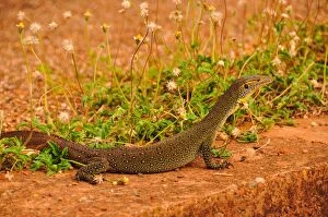 Images Dated 9th October 2010: Water Monitor lizard