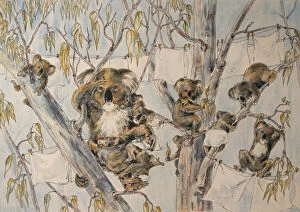 Art Collection: Watercolour Painting Australian Koala Family Washday