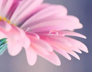 Waterdrop On Pink Gerbera Petal