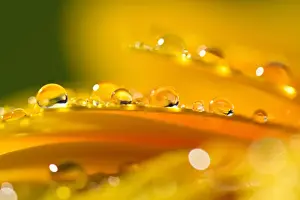 Petal Prints: Waterdrops on flower petals