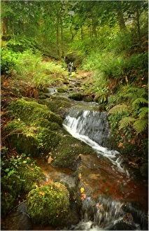 Images Dated 26th September 2011: Waterfall in the forest near the western shoreline of Loch Lomond, the Trossachs, Scottish highlands