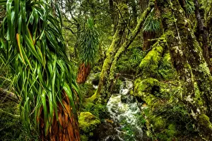 The Overland Track Prints: Waterfall at Overland track, Tasmania