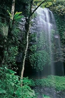 Natphotos Collection: Waterfall in rainforest, Dorrigo National Park, New South Wales, Australia