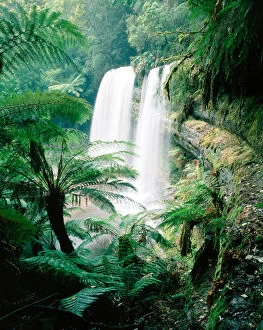 Images Dated 5th March 2015: Waterfall and tree ferns (Dicksonia antarctica)