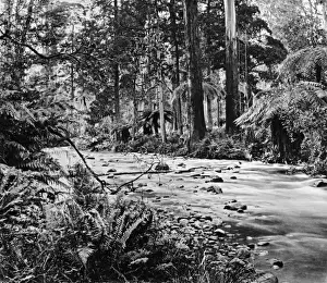 Watts River Rapids