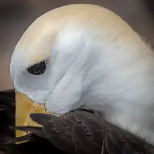 Waved albatross courtship, Espanola Island, GalAapagos