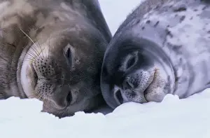 Ted Mead Landscape, Nature And Wildlife Photography Prints: Weddell Seal (Leptoychotes weddellii) and juvenile on sea ice