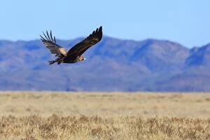 John White Photos Collection: Wedge tail eagle. Arkaroola. South Australia
