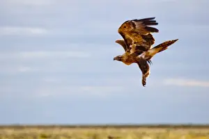 Wedgetail eagle