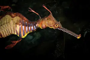 Images Dated 2017: Weedy Sea Dragon