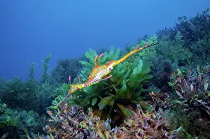 Images Dated 9th August 2014: Weedy sea dragon