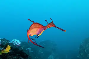 Weedy sea dragon close up, Jervis Bay, NSW, Australia