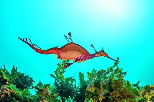Images Dated 14th May 2021: Weedy sea dragon foraging for food, Jervis Bay, NSW, Australia