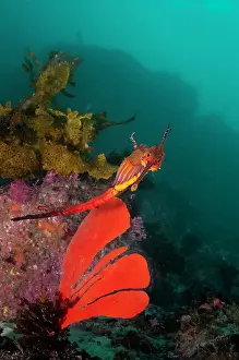 Images Dated 31st May 2021: Weedy sea dragon and soft coral, Jervis Bay, NSW, Australia