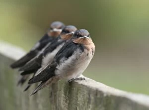 Images Dated 1st June 2014: Welcome Swallows