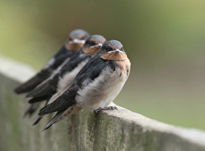 Welcome Swallows Welcome Swallows