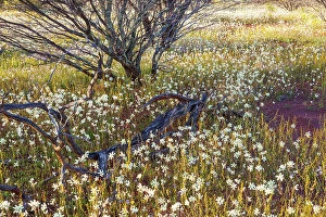 Images Dated 15th September 2023: Western Australian Annual Wildflower Explosion