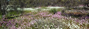 Images Dated 15th September 2023: Western Australian Annual Wildflower Explosion