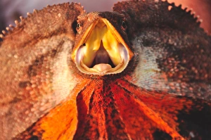 Western Australian frill necked lizard Western Australian frill necked lizard