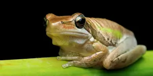 Australian Animal Prints: Western Australian slender tree frog resting on stem against black background