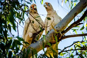 Western Corella