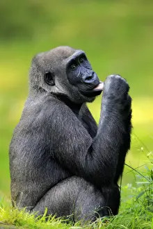 Western Lowland Gorilla, (Gorilla gorilla gorilla)