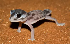 Western smooth knobtail gecko (Nephrurus levis)