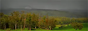 Wet day in the hills near Scottsdale, Tasmania, Australia