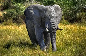 A Wet And Muddy Kruger Elephant, Kruger National Park, South Africa n A Wet And Muddy Kruger Elephant, Kruger National Park, South Africa n