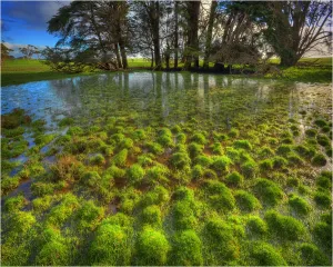 Accidents And Disasters Prints: After a wet winter many parts of the rural landscape on King Island are soggy and lagoons