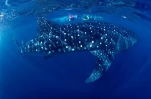 Images Dated 21st November 2014: Whale Shark