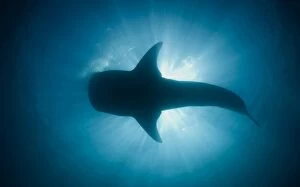 Whales Collection: Whale Shark Blocking the Sun