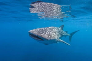 Images Dated 24th April 2015: Whale Shark Refelction on the Surface