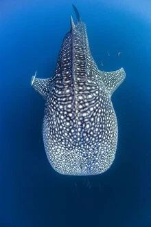 Images Dated 9th June 2015: whale shark swimming head on